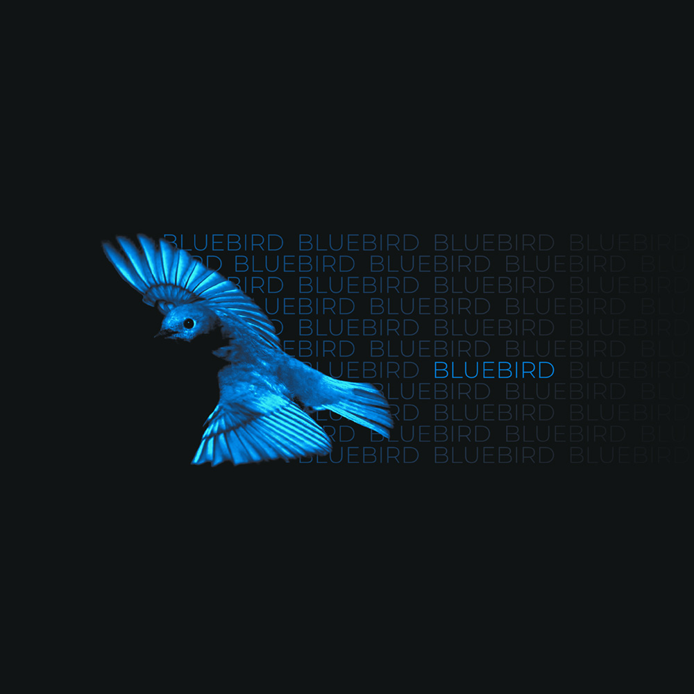 Single Blue Bird cover